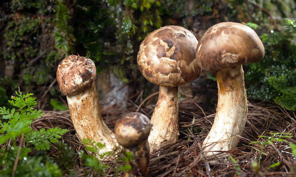Matsutake mushrooms. Source: Brittanica